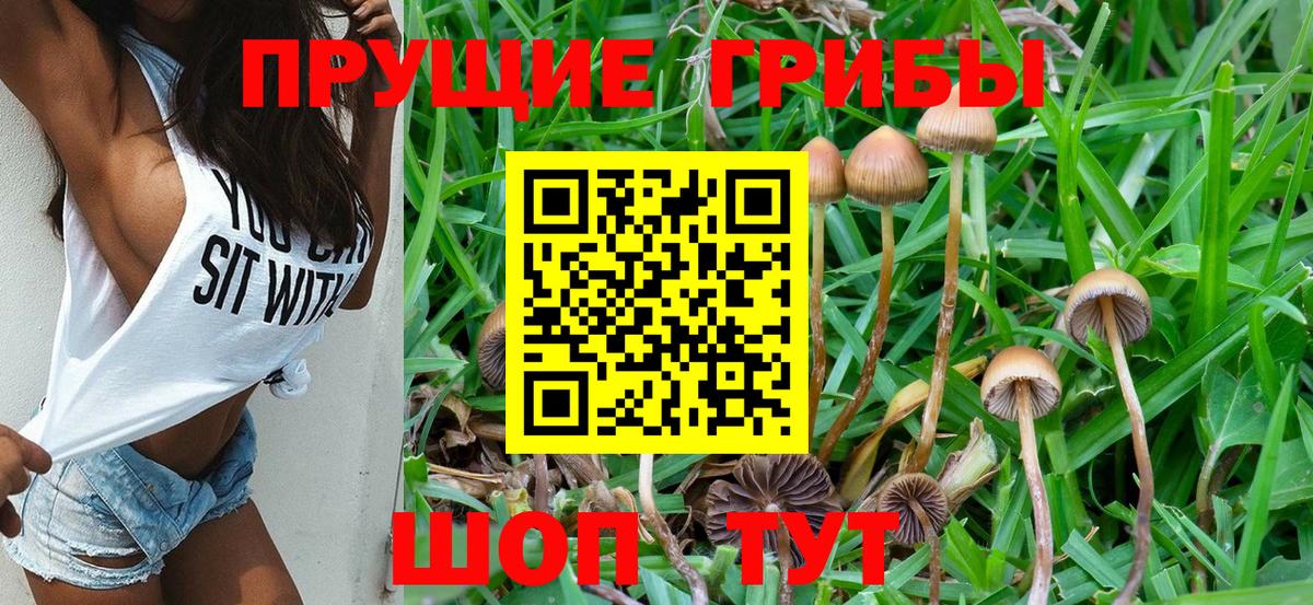Псилоцибиновые грибы Psilocybe Кохма